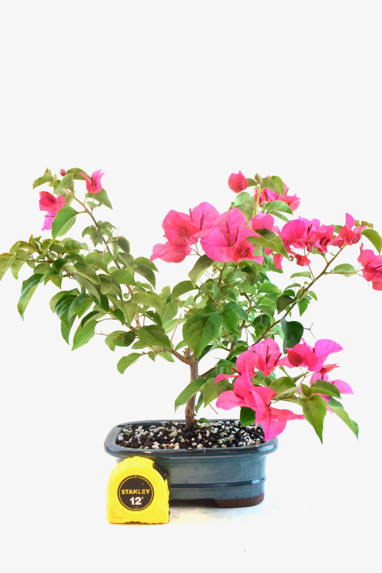 Pink Bougainvillea Bonsai Tree in 7.5" Pot - One of a Kind Bonsai