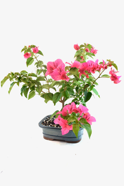 Pink Bougainvillea Bonsai Tree in 7.5" Pot - One of a Kind Bonsai