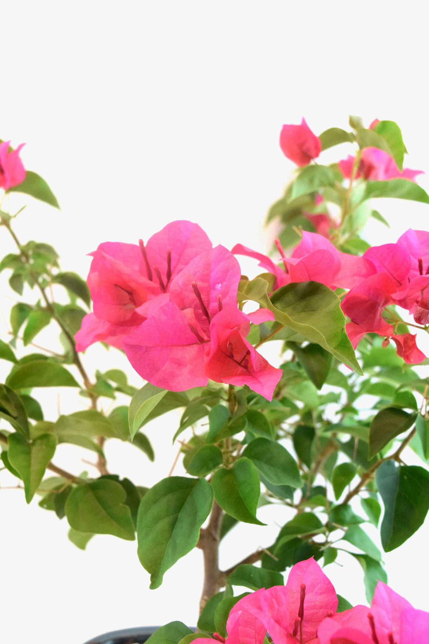 Pink Bougainvillea Bonsai Tree in 7.5" Pot - One of a Kind Bonsai