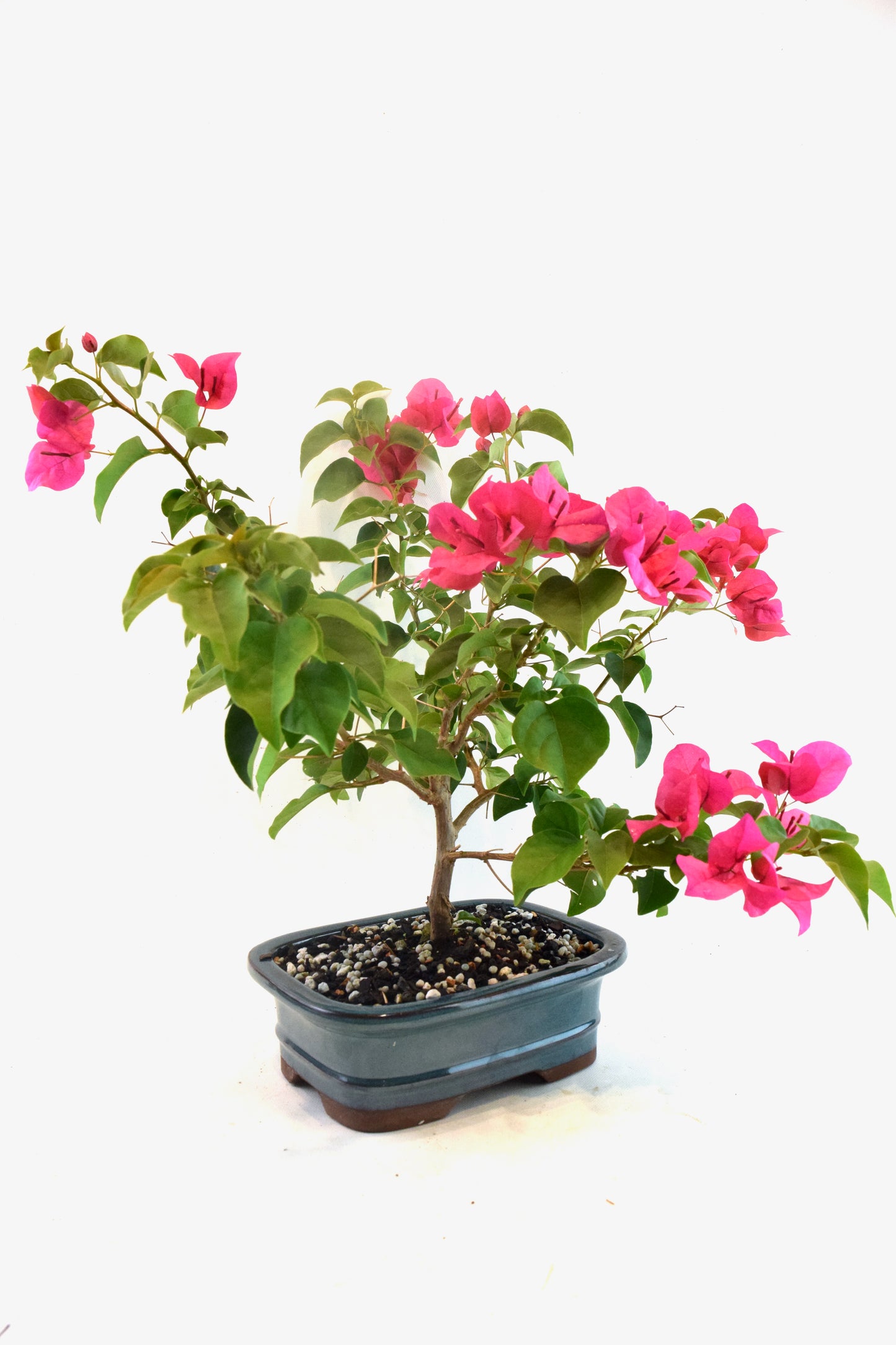 Pink Bougainvillea Bonsai Tree in 7.5" Pot - One of a Kind Bonsai