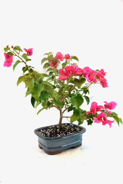 Pink Bougainvillea Bonsai Tree in 7.5" Pot - One of a Kind Bonsai