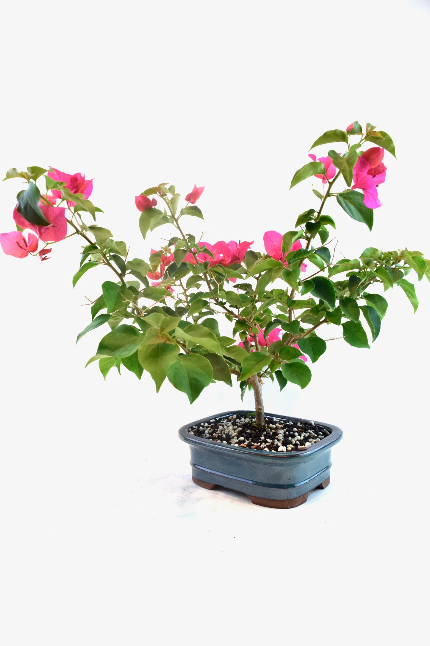 Pink Bougainvillea Bonsai Tree in 7.5" Pot - One of a Kind Bonsai