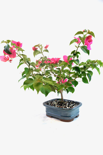Pink Bougainvillea Bonsai Tree in 7.5" Pot - One of a Kind Bonsai