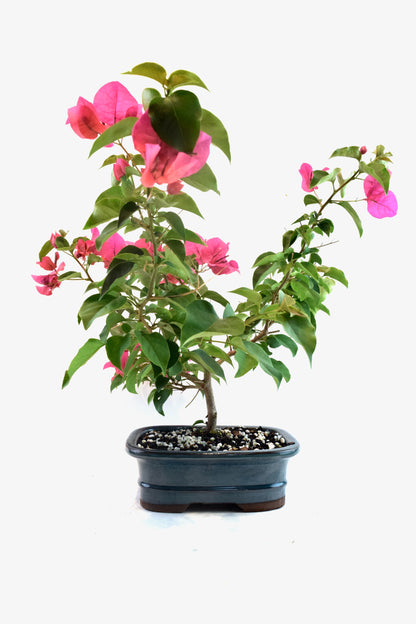 Pink Bougainvillea Bonsai Tree in 7.5" Pot - One of a Kind Bonsai