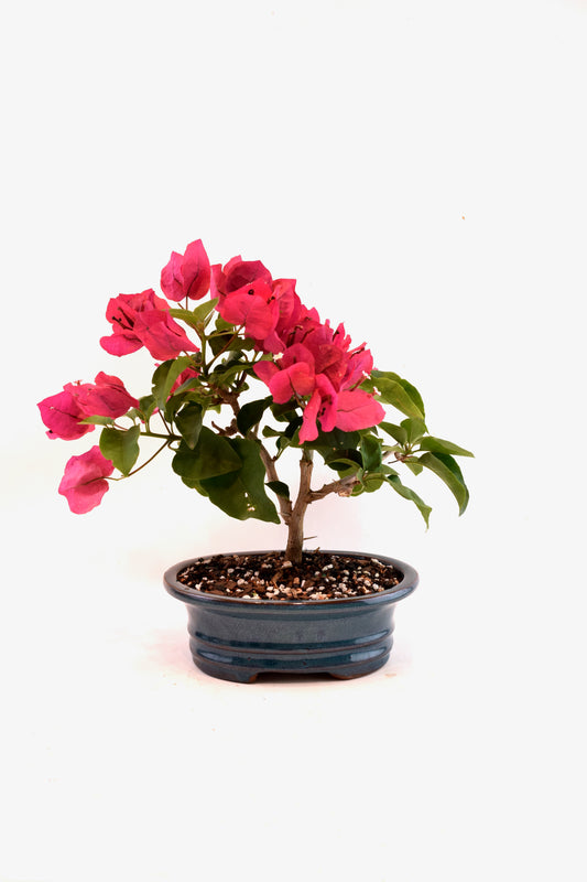 Pink Bougainvillea Bonsai Tree in 8" Pot - One of a Kind Bonsai