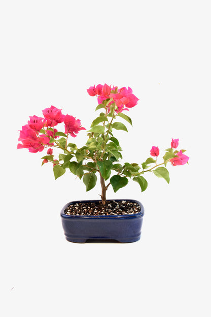 Pink Bougainvillea Bonsai Tree in 8" Pot - One of a Kind Bonsai