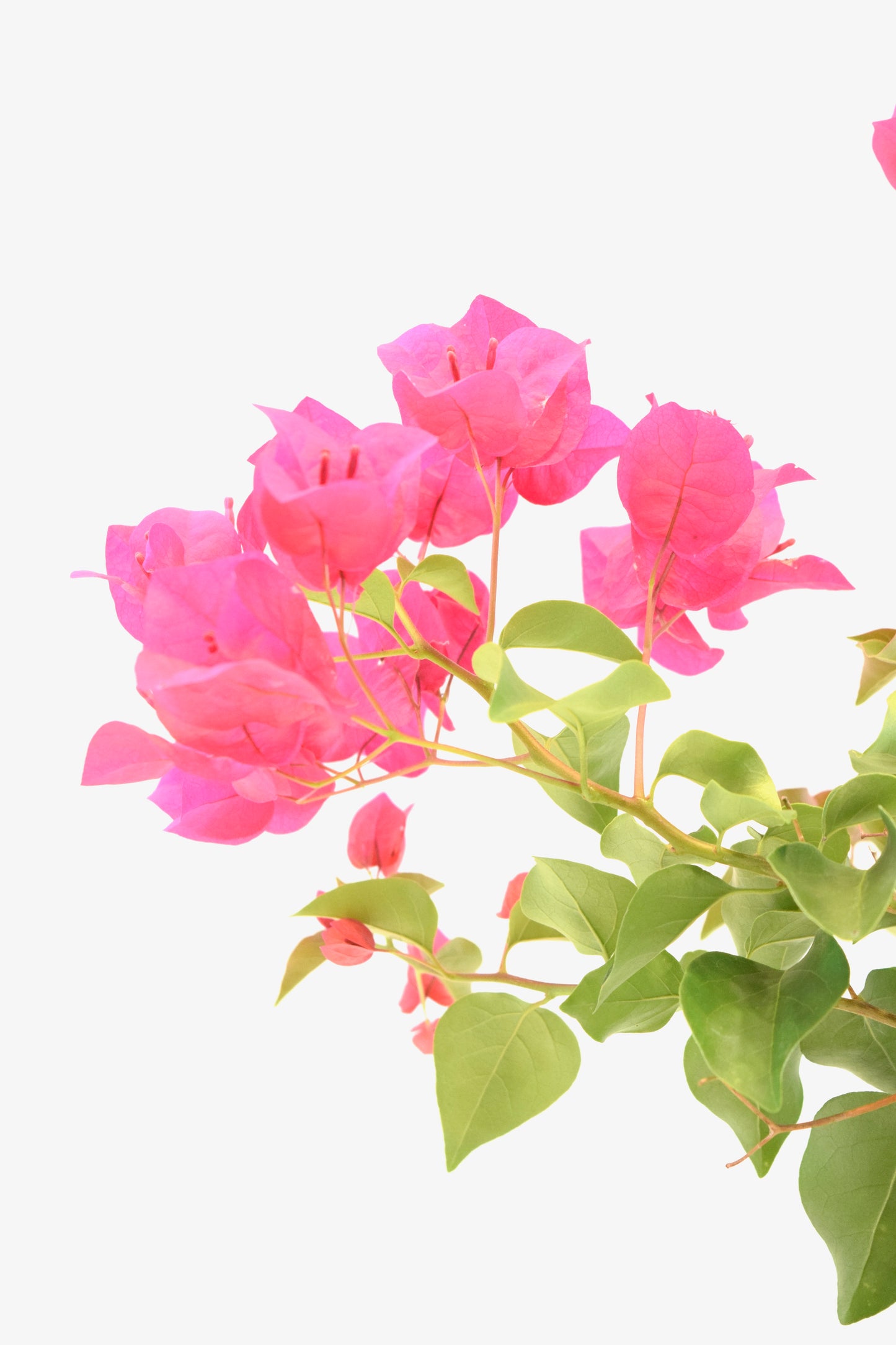 Pink Bougainvillea Bonsai Tree in 8" Pot - One of a Kind Bonsai