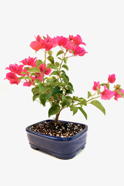 Pink Bougainvillea Bonsai Tree in 8" Pot - One of a Kind Bonsai