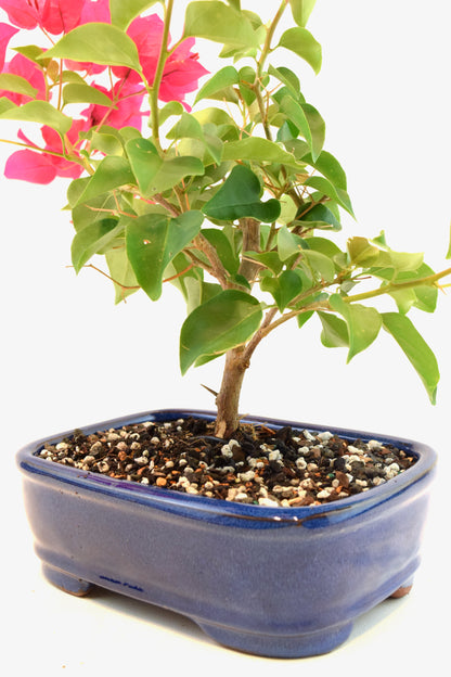 Pink Bougainvillea Bonsai Tree in 8" Pot - One of a Kind Bonsai