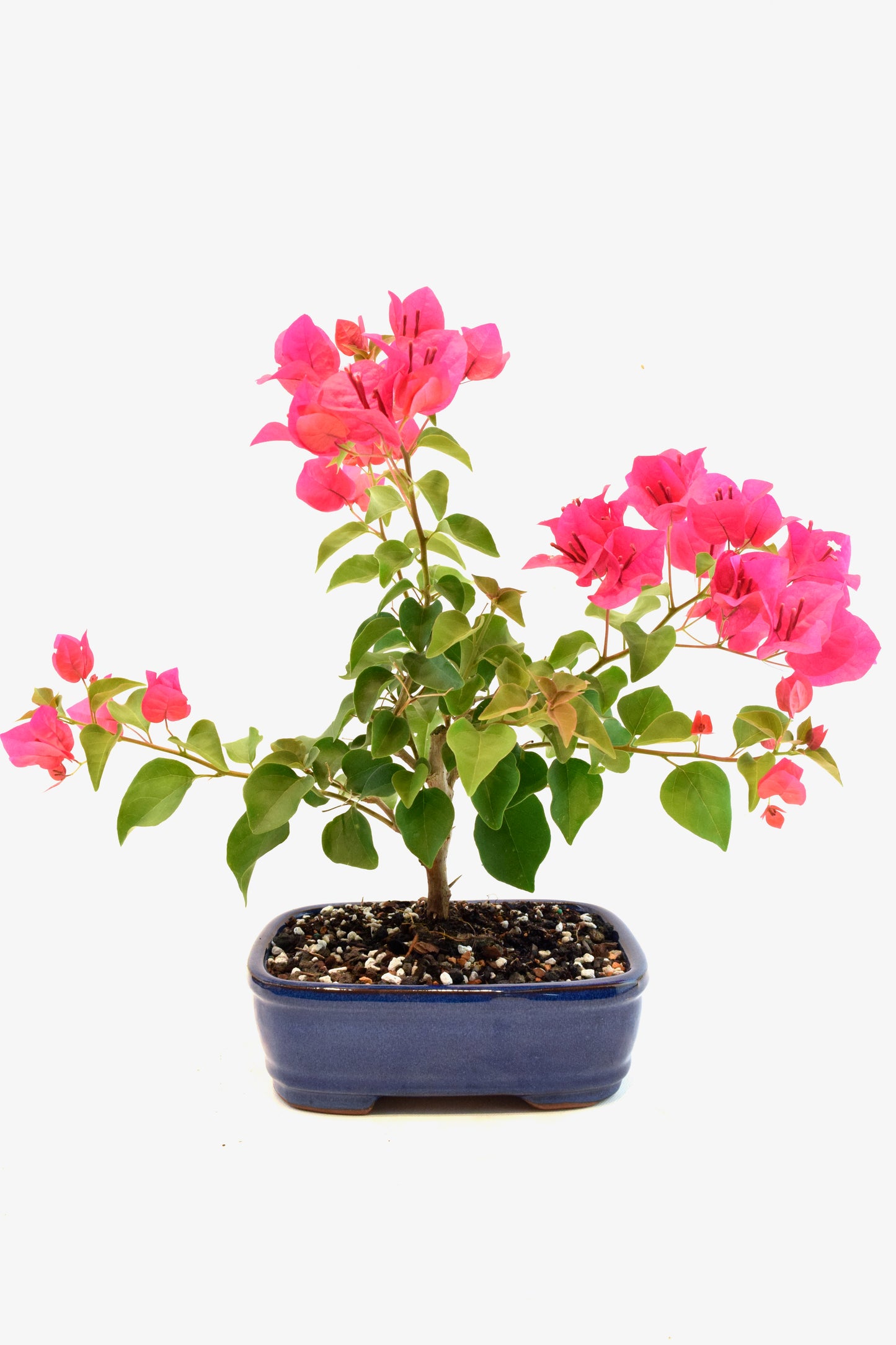 Pink Bougainvillea Bonsai Tree in 8" Pot - One of a Kind Bonsai
