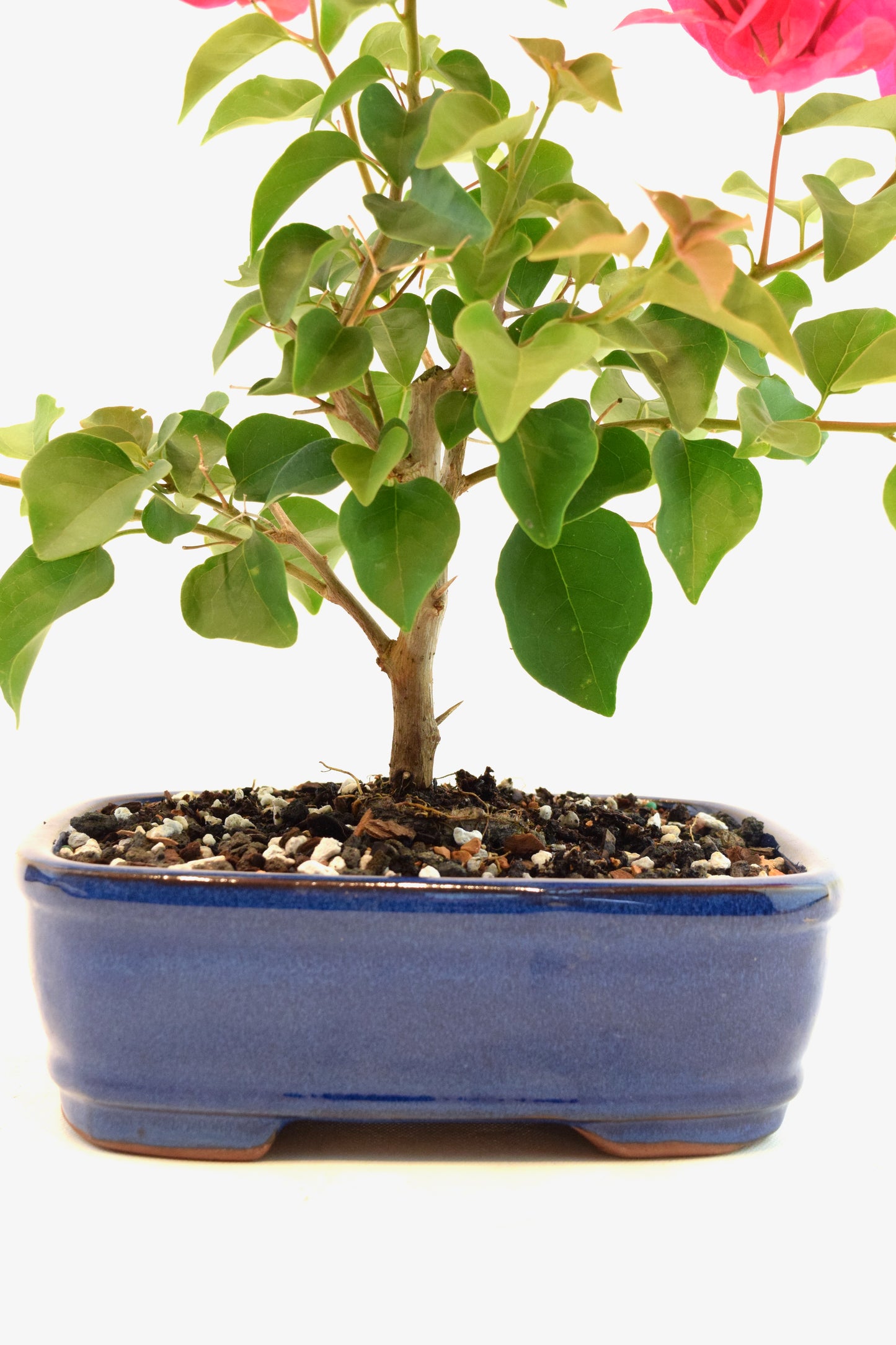 Pink Bougainvillea Bonsai Tree in 8" Pot - One of a Kind Bonsai
