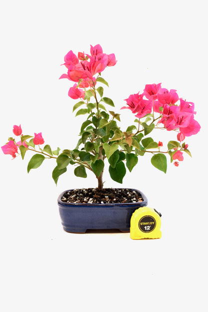 Pink Bougainvillea Bonsai Tree in 8" Pot - One of a Kind Bonsai