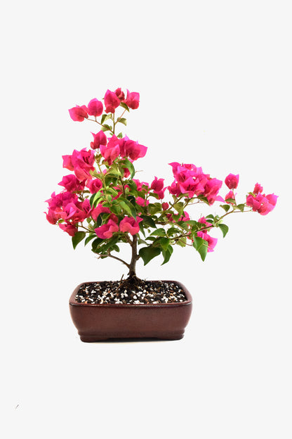 Pink Bougainvillea Bonsai Tree in 8" Pot - One of a Kind Bonsai