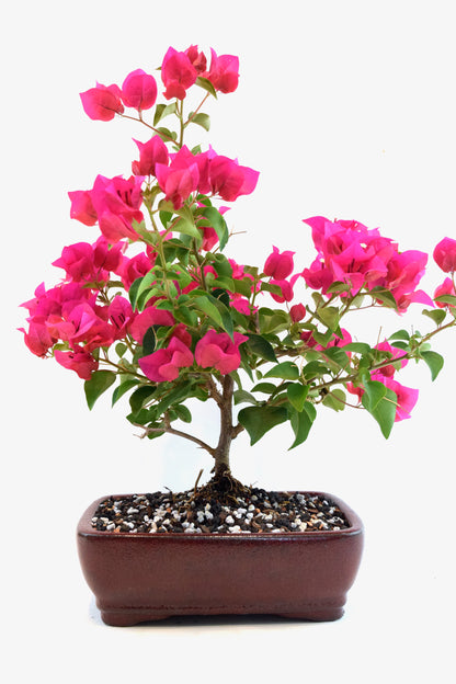 Pink Bougainvillea Bonsai Tree in 8" Pot - One of a Kind Bonsai