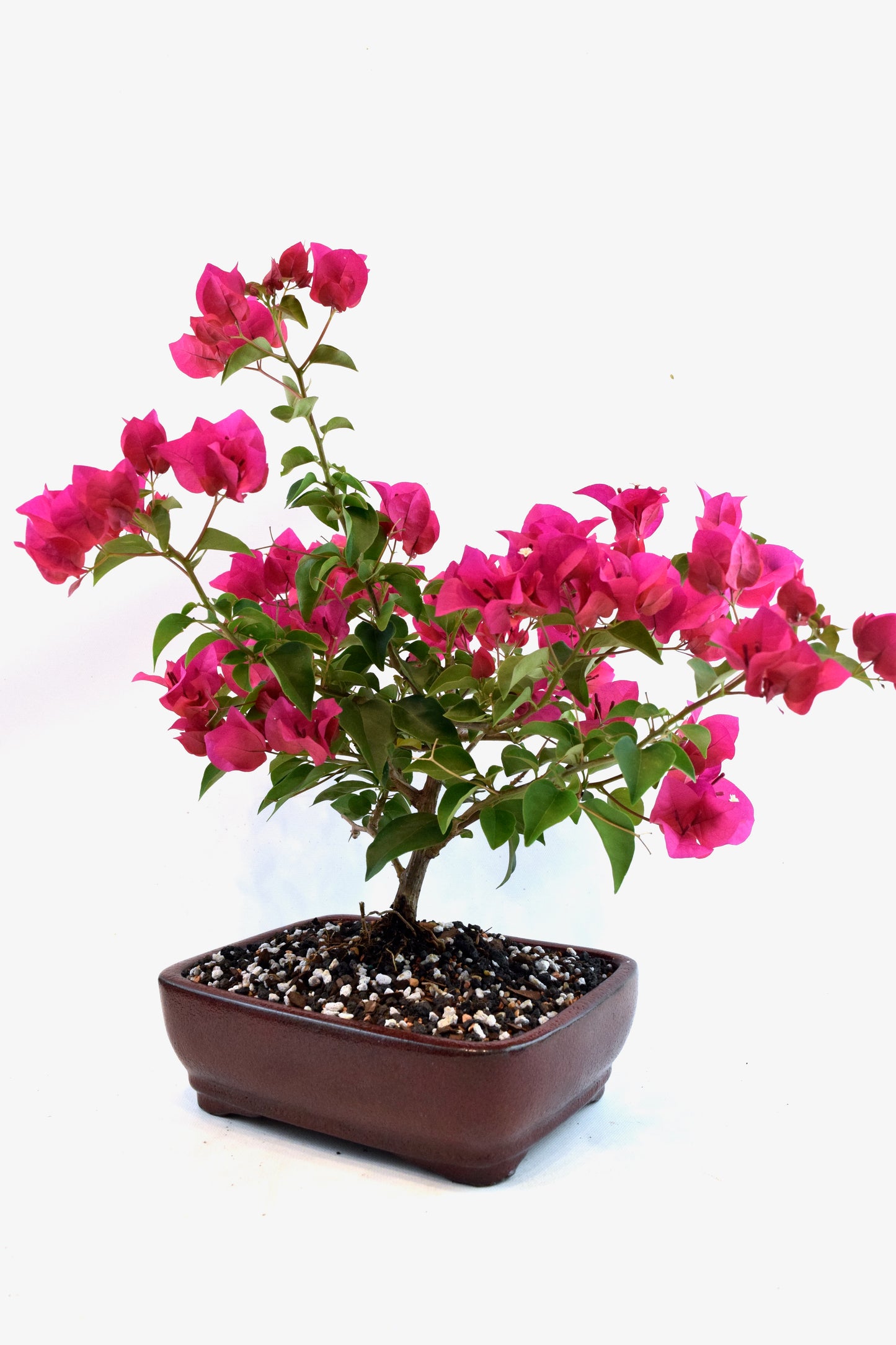 Pink Bougainvillea Bonsai Tree in 8" Pot - One of a Kind Bonsai
