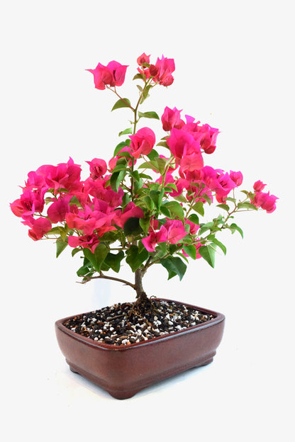 Pink Bougainvillea Bonsai Tree in 8" Pot - One of a Kind Bonsai