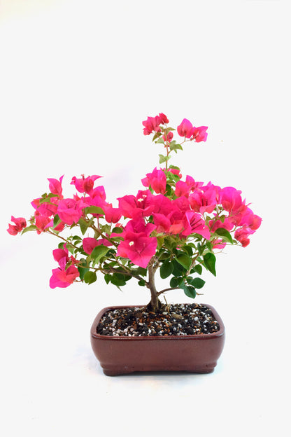 Pink Bougainvillea Bonsai Tree in 8" Pot - One of a Kind Bonsai