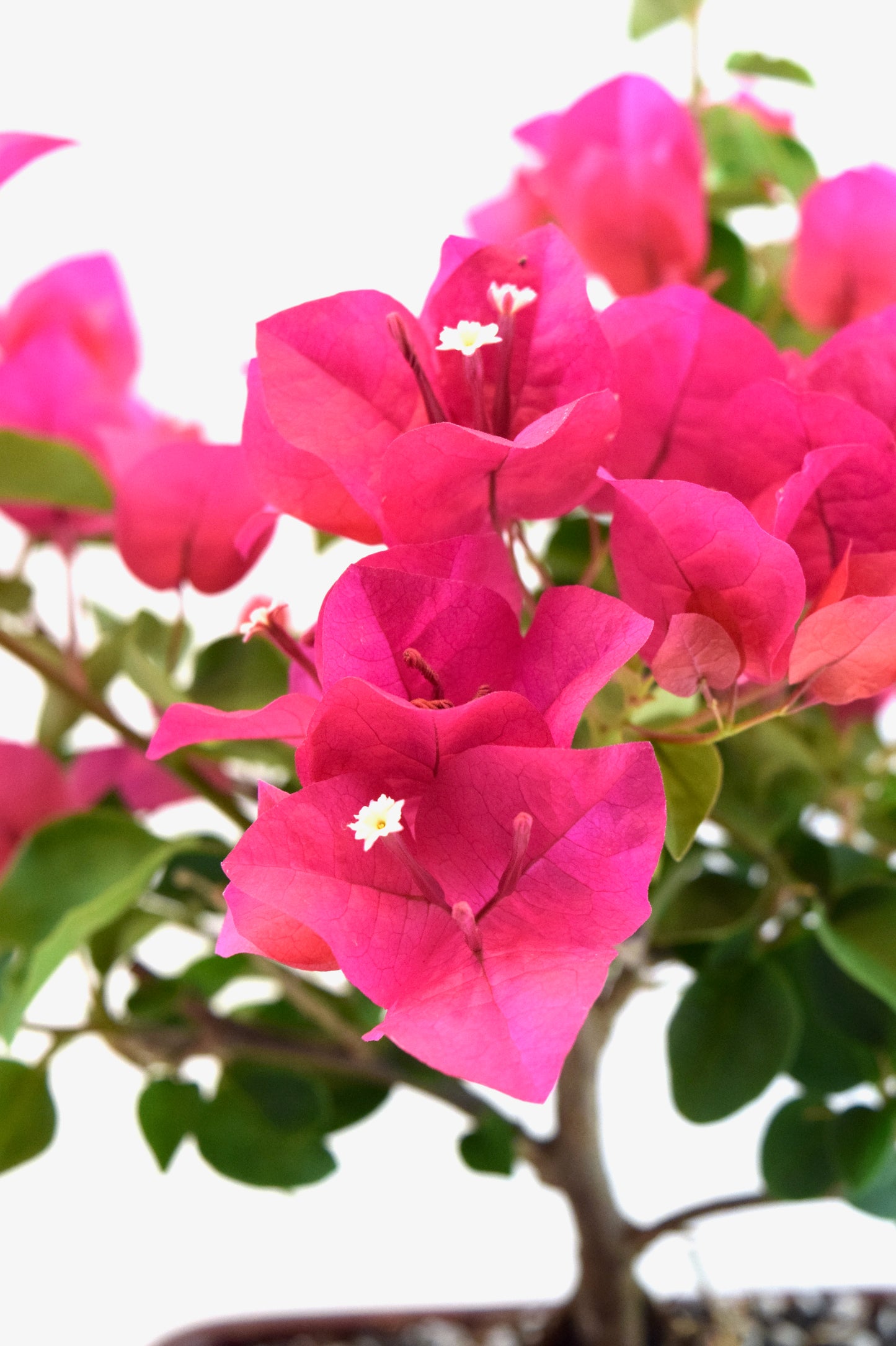 Pink Bougainvillea Bonsai Tree in 8" Pot - One of a Kind Bonsai