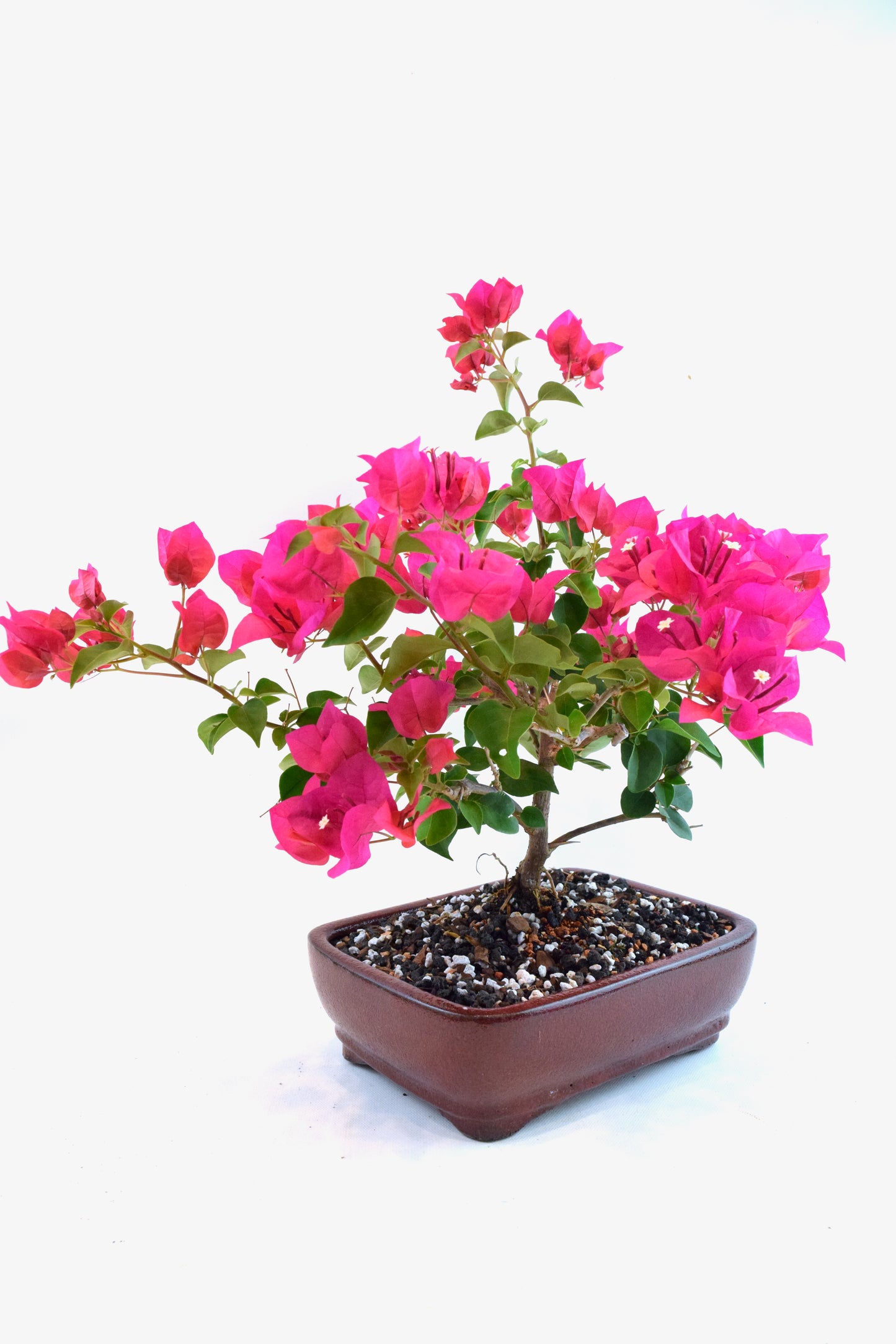 Pink Bougainvillea Bonsai Tree in 8" Pot - One of a Kind Bonsai