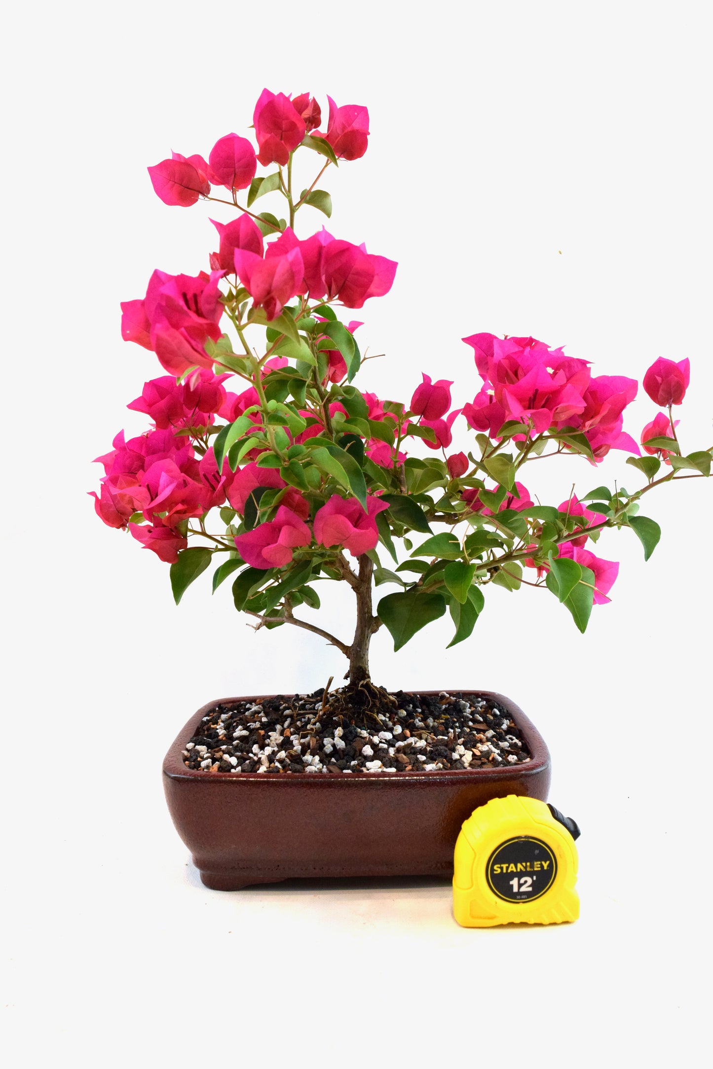 Pink Bougainvillea Bonsai Tree in 8" Pot - One of a Kind Bonsai