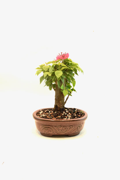 Pink Bougainvillea Bonsai Tree in 7" Pot - One of a Kind Bonsai