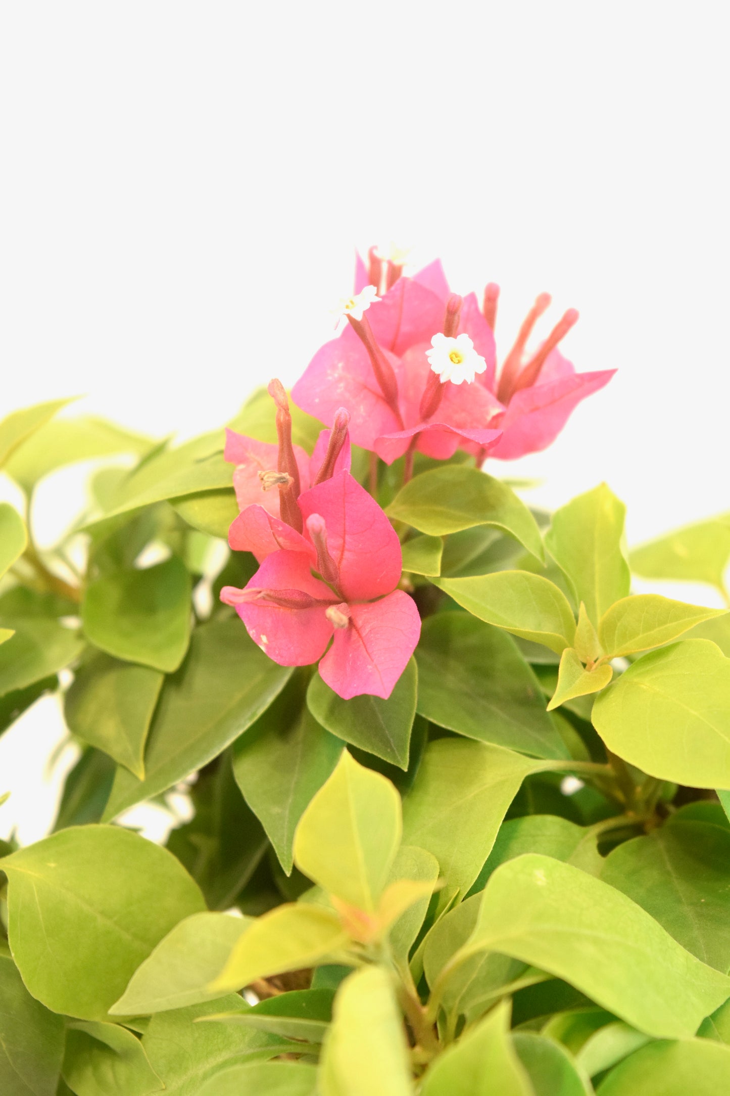 Pink Bougainvillea Bonsai Tree in 7" Pot - One of a Kind Bonsai