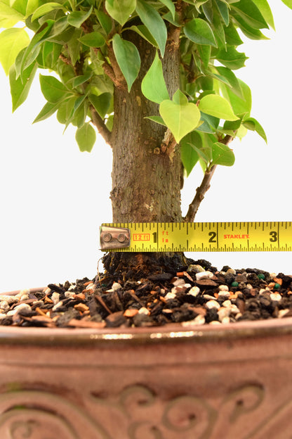 Pink Bougainvillea Bonsai Tree in 7" Pot - One of a Kind Bonsai