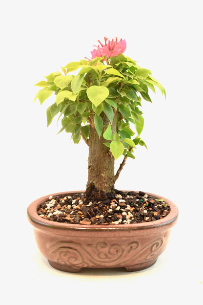 Pink Bougainvillea Bonsai Tree in 7" Pot - One of a Kind Bonsai