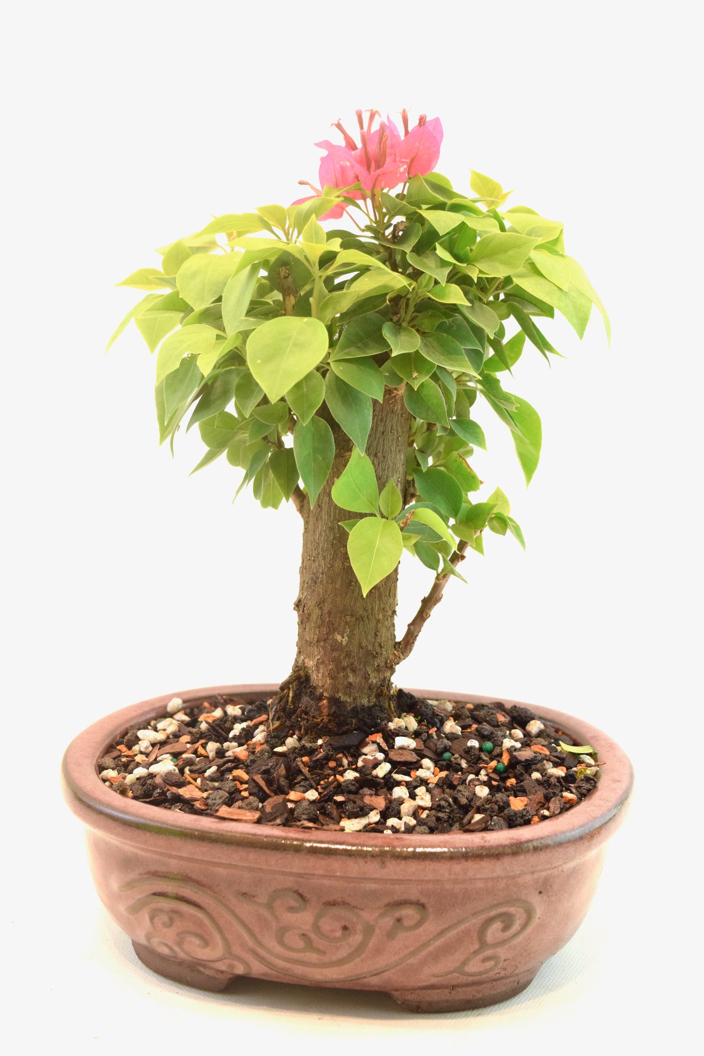 Pink Bougainvillea Bonsai Tree in 7" Pot - One of a Kind Bonsai