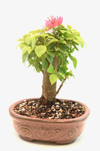 Pink Bougainvillea Bonsai Tree in 7" Pot - One of a Kind Bonsai