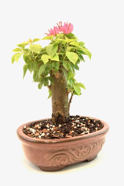 Pink Bougainvillea Bonsai Tree in 7" Pot - One of a Kind Bonsai
