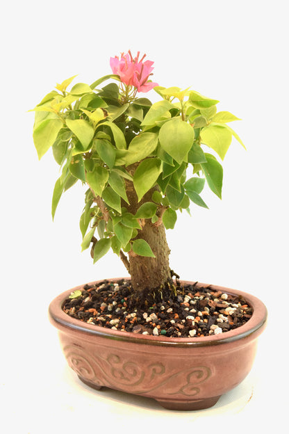 Pink Bougainvillea Bonsai Tree in 7" Pot - One of a Kind Bonsai