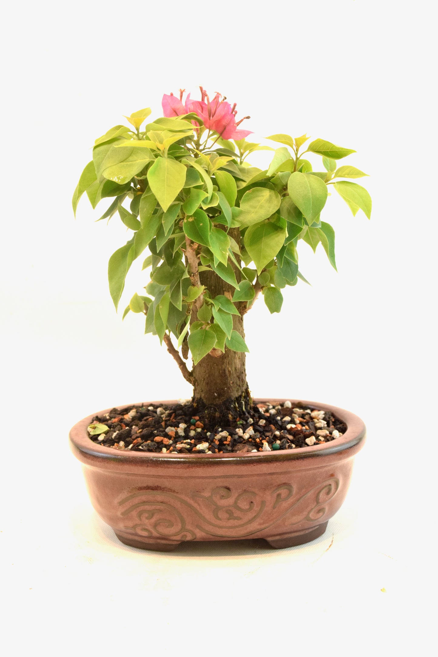 Pink Bougainvillea Bonsai Tree in 7" Pot - One of a Kind Bonsai