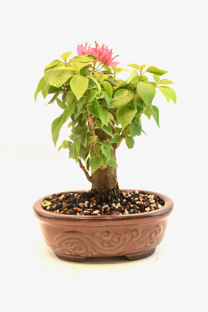 Pink Bougainvillea Bonsai Tree in 7" Pot - One of a Kind Bonsai