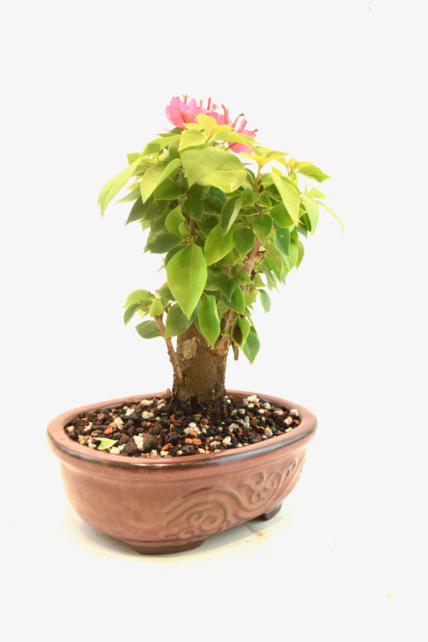 Pink Bougainvillea Bonsai Tree in 7" Pot - One of a Kind Bonsai