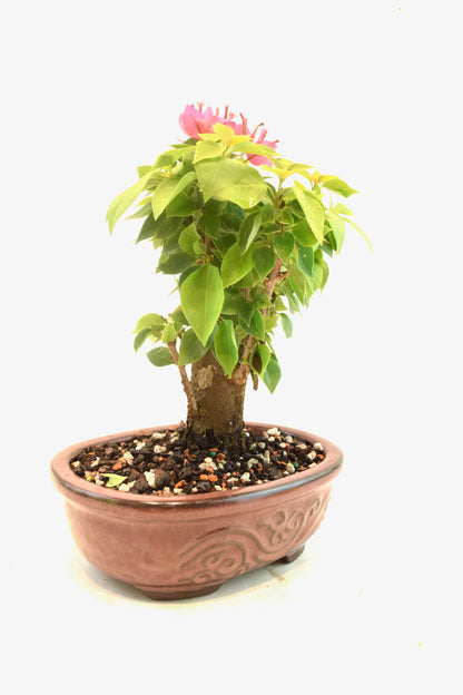 Pink Bougainvillea Bonsai Tree in 7" Pot - One of a Kind Bonsai