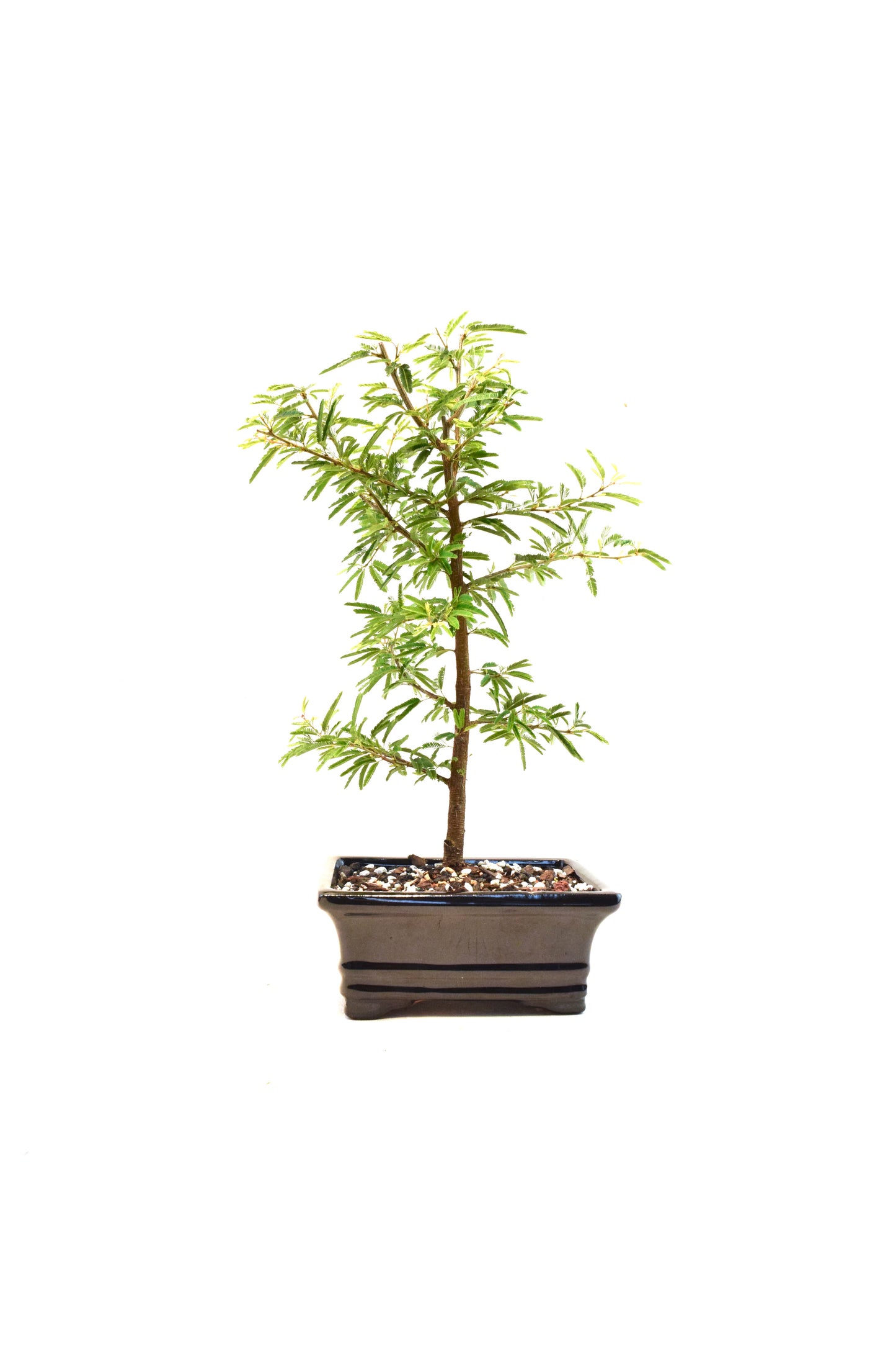 Pink Powderpuff Bonsai 6" Pot - One of a Kind Bonsai