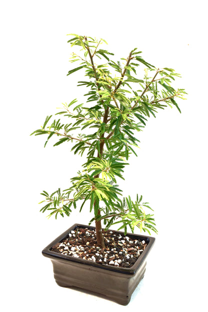 Pink Powderpuff Bonsai 6" Pot - One of a Kind Bonsai