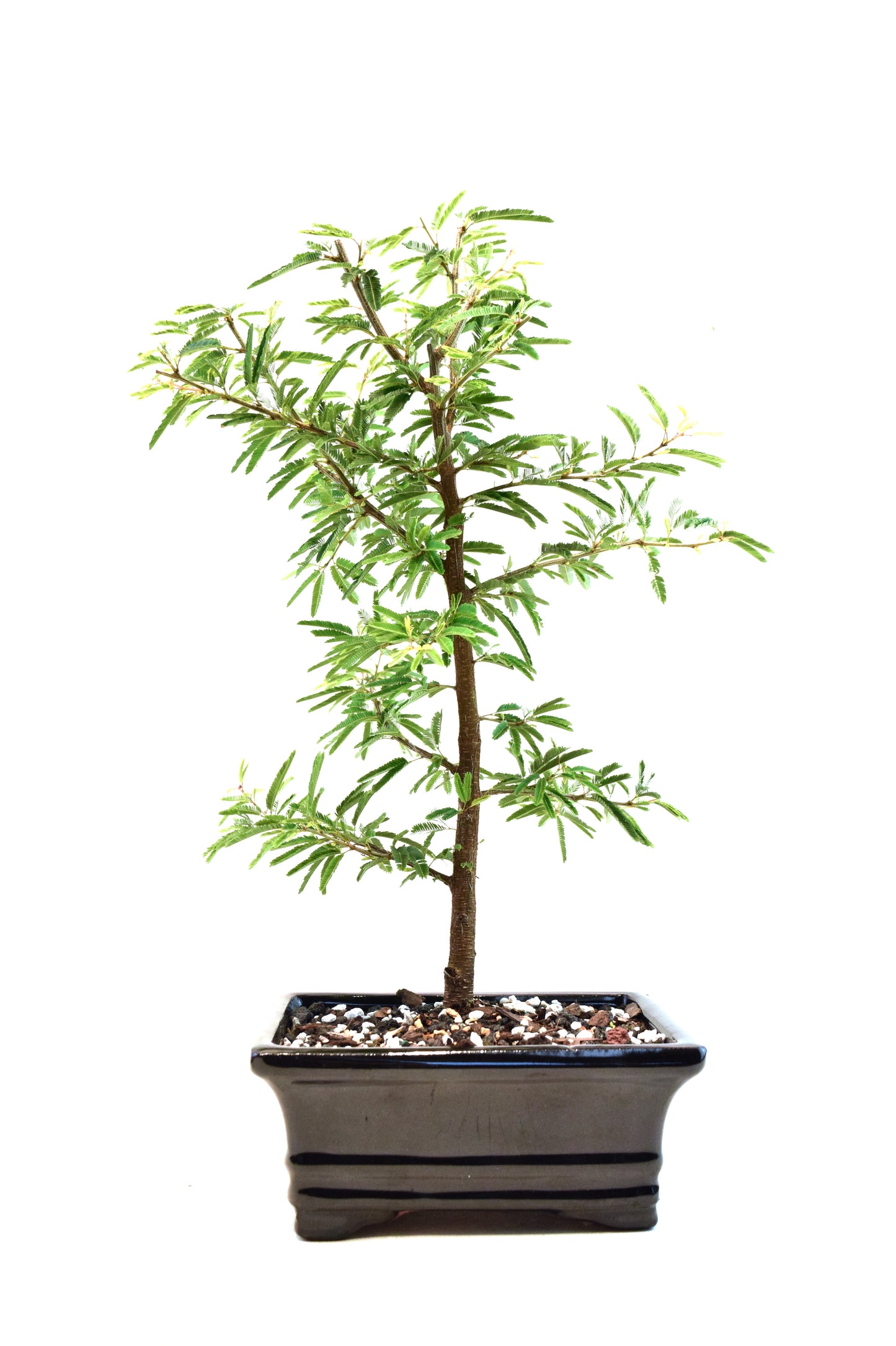Pink Powderpuff Bonsai 6" Pot - One of a Kind Bonsai
