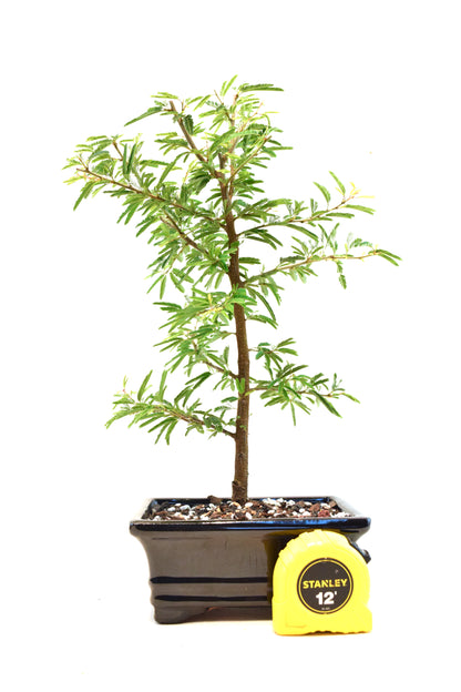 Pink Powderpuff Bonsai 6" Pot - One of a Kind Bonsai
