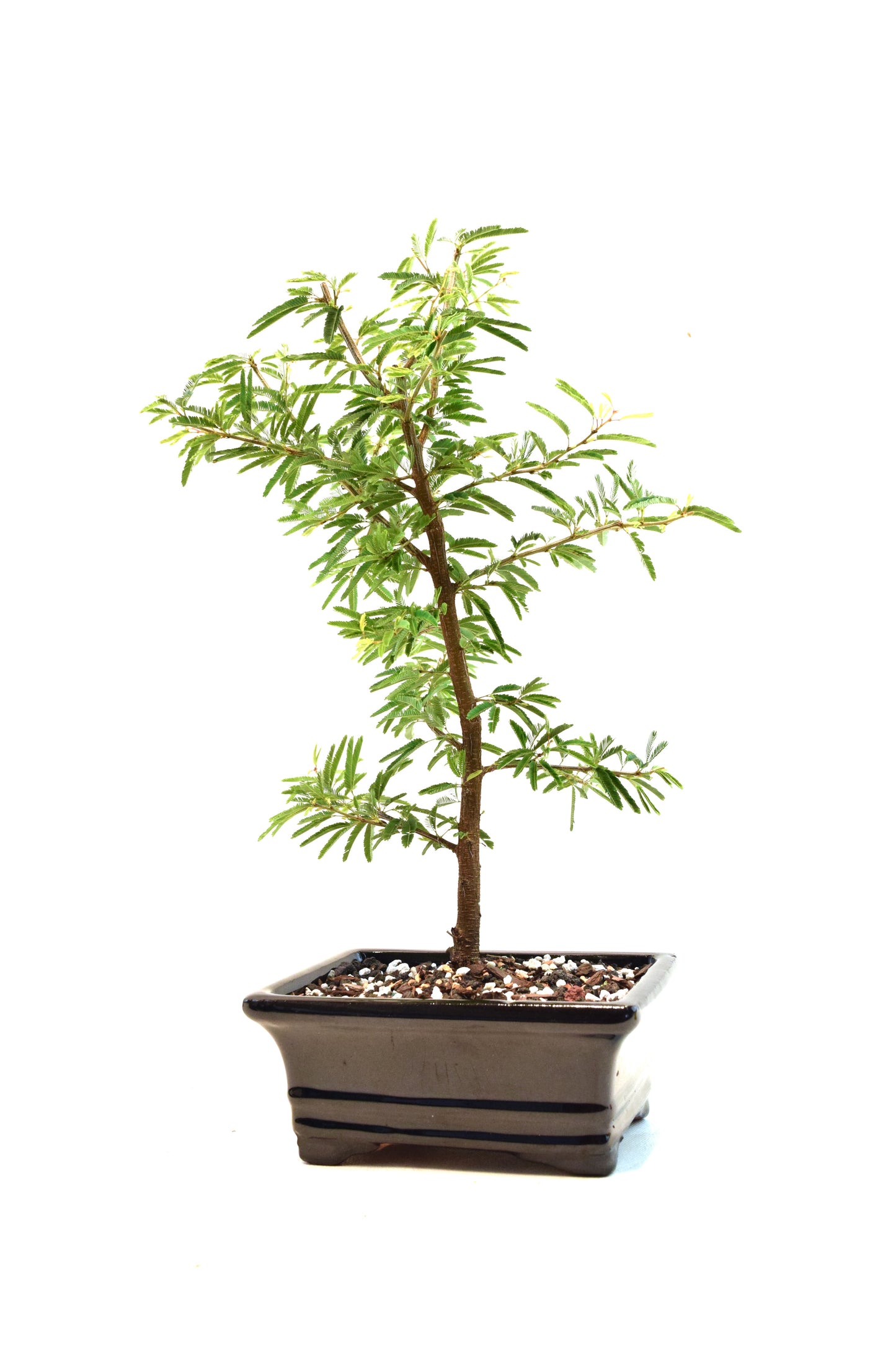Pink Powderpuff Bonsai 6" Pot - One of a Kind Bonsai