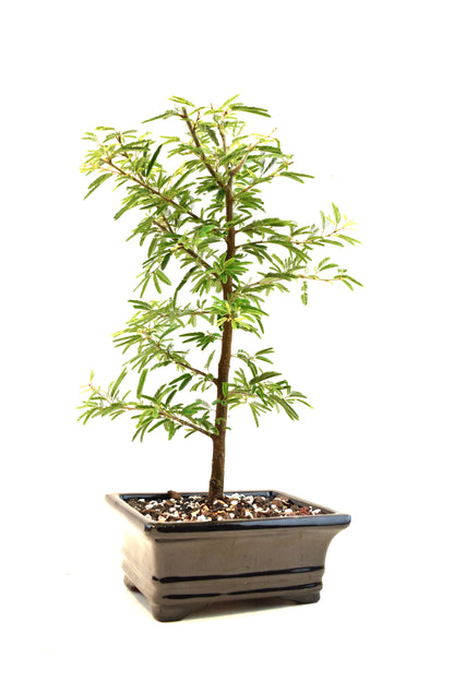 Pink Powderpuff Bonsai 6" Pot - One of a Kind Bonsai