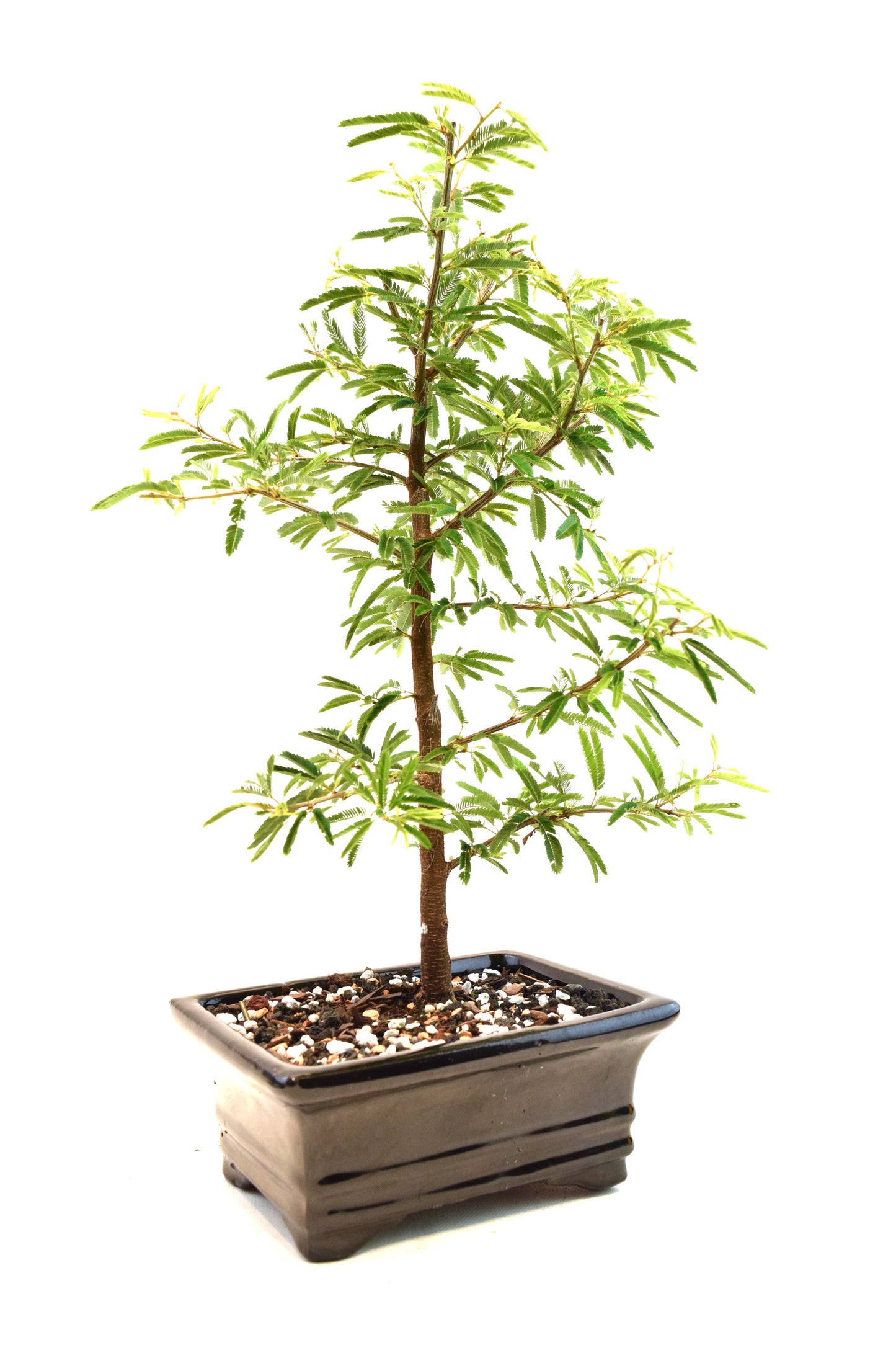 Pink Powderpuff Bonsai 6" Pot - One of a Kind Bonsai