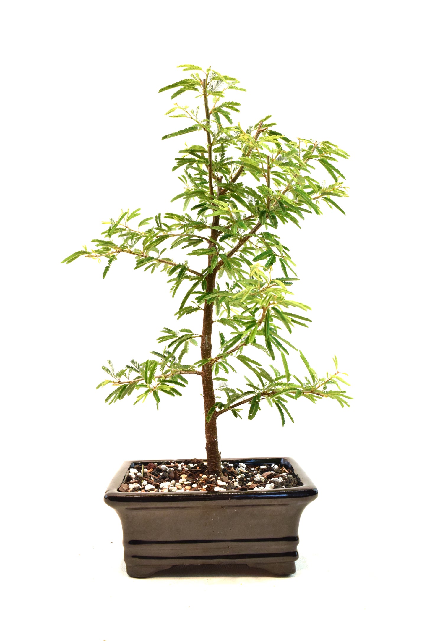 Pink Powderpuff Bonsai 6" Pot - One of a Kind Bonsai