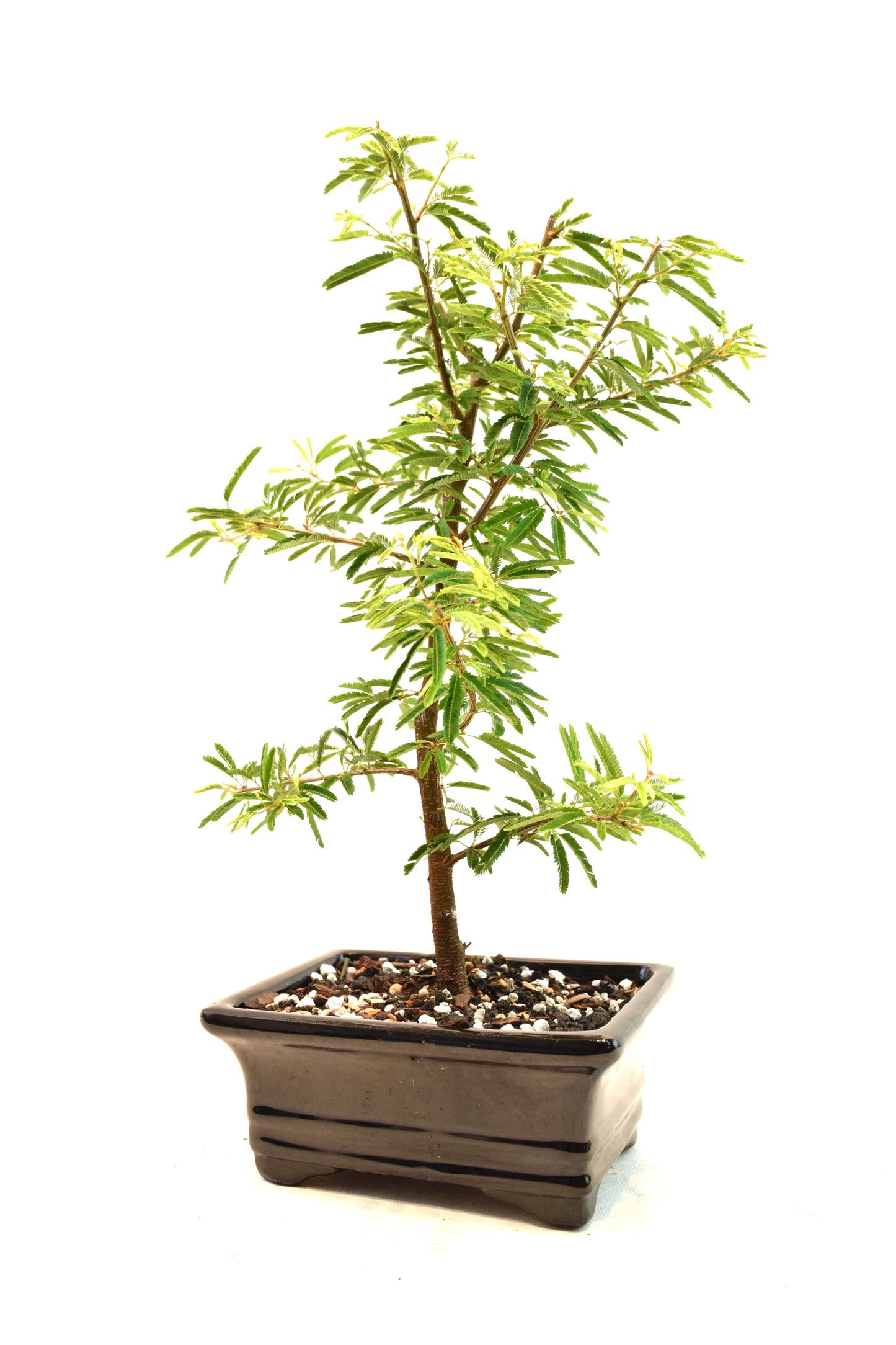 Pink Powderpuff Bonsai 6" Pot - One of a Kind Bonsai