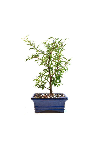 Pink Powderpuff Bonsai 6" Pot - One of a Kind Bonsai