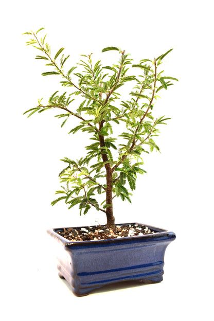 Pink Powderpuff Bonsai 6" Pot - One of a Kind Bonsai