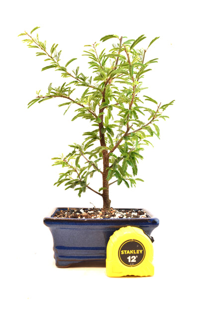 Pink Powderpuff Bonsai 6" Pot - One of a Kind Bonsai