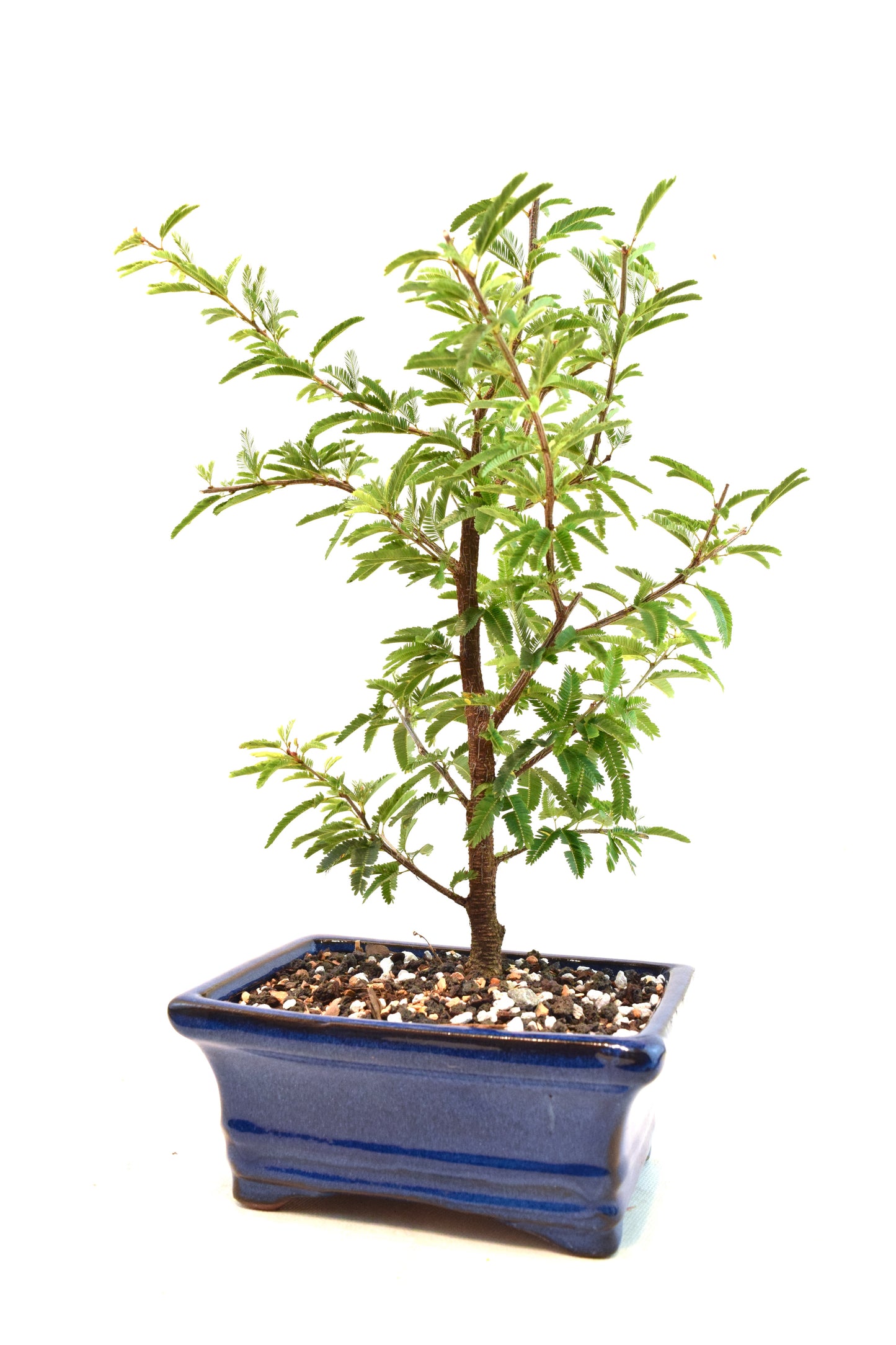 Pink Powderpuff Bonsai 6" Pot - One of a Kind Bonsai