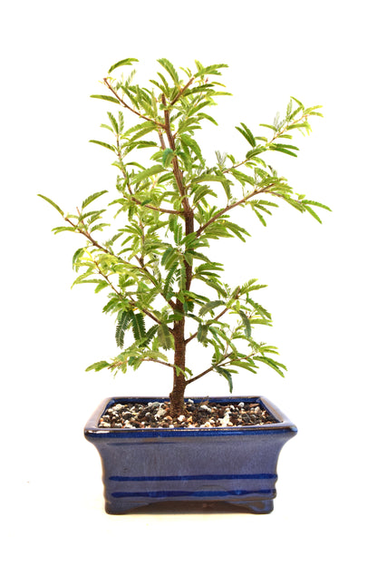 Pink Powderpuff Bonsai 6" Pot - One of a Kind Bonsai